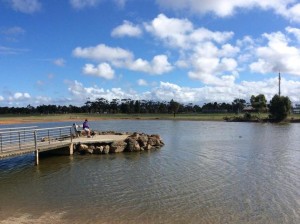 dogs-presidents-park-park-summer-sun-clouds-ducks